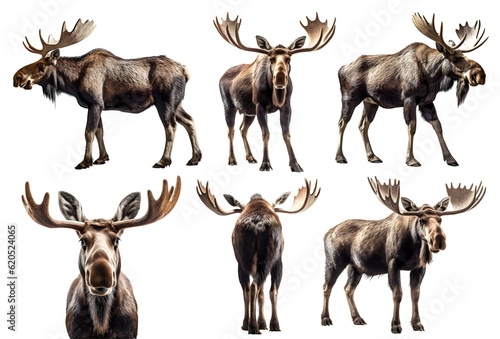 Moose, many angles and view portrait side back head shot isolated on transparent background cutout, PNG file