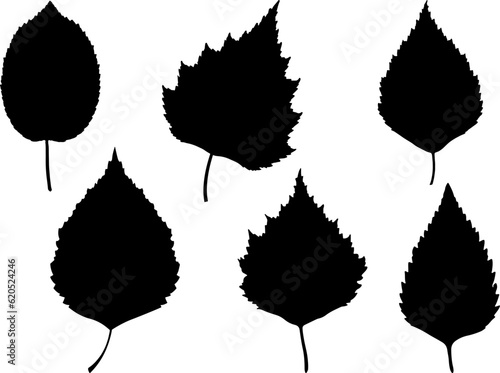 Set of Birch Leaf Silhouette