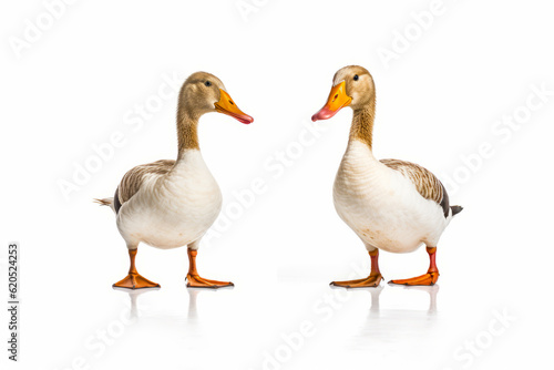 Couple of ducks standing next to each other on white surface in front of white background. Generative AI.