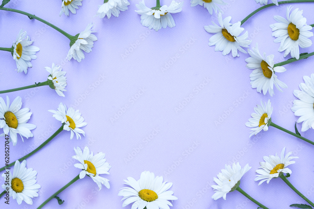 Daisy flowers lying as a round frame on soft purple background. Floral summer composition. Nature concept. Minimal style. Top view. Flat lay, copy space for text. Daisy flowers lying as a round frame on soft purple background. Floral summer composition. Nature concept. Minimal style. Top view. Flat lay, copy space for text.