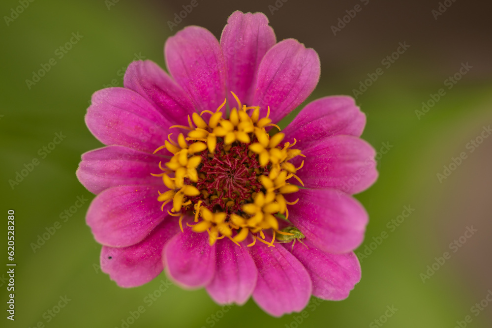 close up of pink flower close up of pink flower