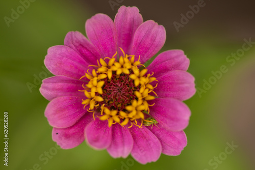 close up of pink flower