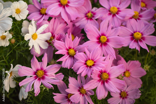 cosmos flower, flower meadow,