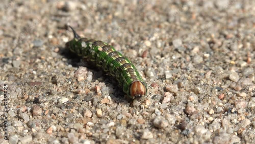 A green caterpillar crawls on the ground - closeup A green caterpillar crawls on the ground - closeup