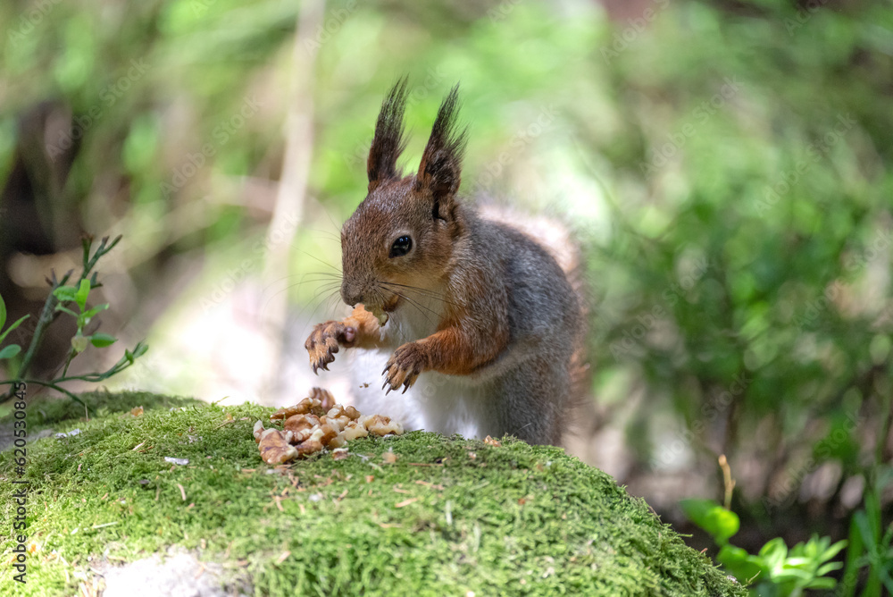 A playful squirrel indulges in the delicious bounty of walnuts amidst the serene embrace of the forest. The photograph captures the essence of nature's harmony A playful squirrel indulges in the delicious bounty of walnuts amidst the serene embrace of the forest. The photograph captures the essence of nature's harmony