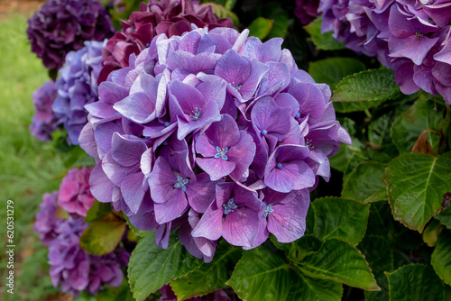 Purple hydrangea macrophylla or hortensia flower head closeup