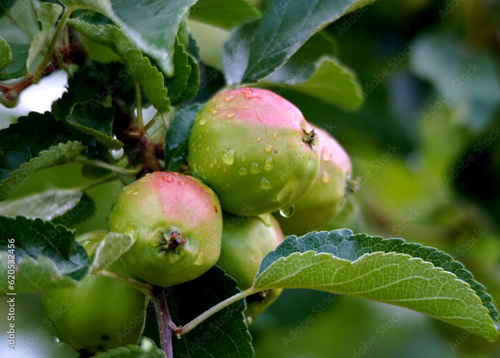 unripe apples in Orchard after the morning rain in summer unripe apples in Orchard after the morning rain in summer