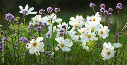 Fototapeta Naklejka Na Ścianę i Meble -  onętek, kwiaty kosmos i werbena patagońska w wiejskim ogrodzie, łąka kwietna