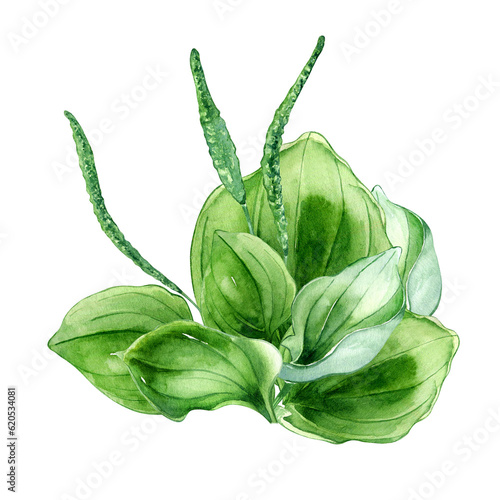 Plantago broadleaf medicinal plant watercolor illustration isolated on white background. Plantain, green leaves, useful herb, psyllium hand drawn. Design for label, package, postcard