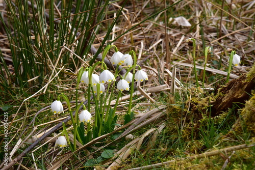 Pale spring in the valley of Pekla Robečského potok photo