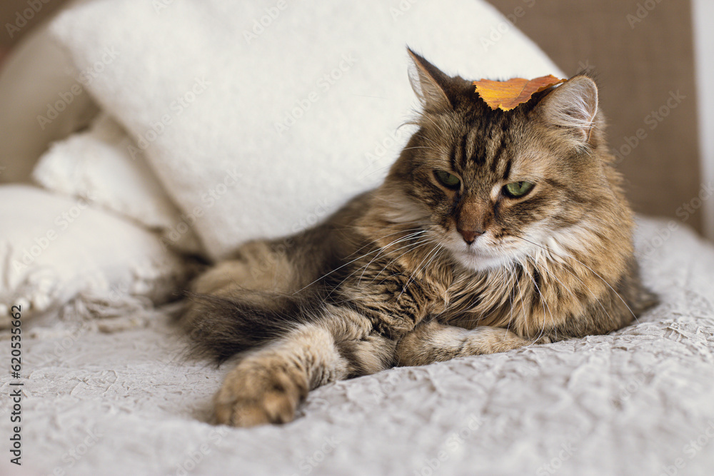 Cute cat with autumn leaf on head lying on bed in stylish modern room. Pet and cozy home. Portrait of adorable serious tabby cat relaxing on blanket and pillows. Mixed breed Maine Coon Cute cat with autumn leaf on head lying on bed in stylish modern room. Pet and cozy home. Portrait of adorable serious tabby cat relaxing on blanket and pillows. Mixed breed Maine Coon
