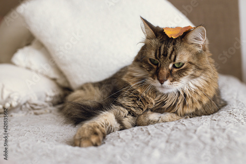 Cute cat with autumn leaf on head lying on bed in stylish modern room. Pet and cozy home. Portrait of adorable serious tabby cat relaxing on blanket and pillows. Mixed breed Maine Coon
