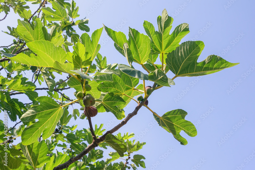 Branches of  fig tree ( Ficus carica ) with leaves and fruit against sky on sunny summer day