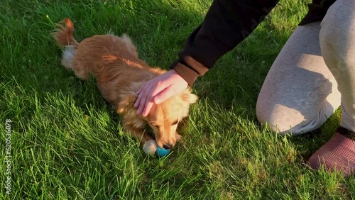 The child pets the dog. The dog chews on the ball. Playful pet. Childhood, little friend and summer. Entertainment. Communication with animals. Love and care. Our smaller brothers. Outdoor activity.