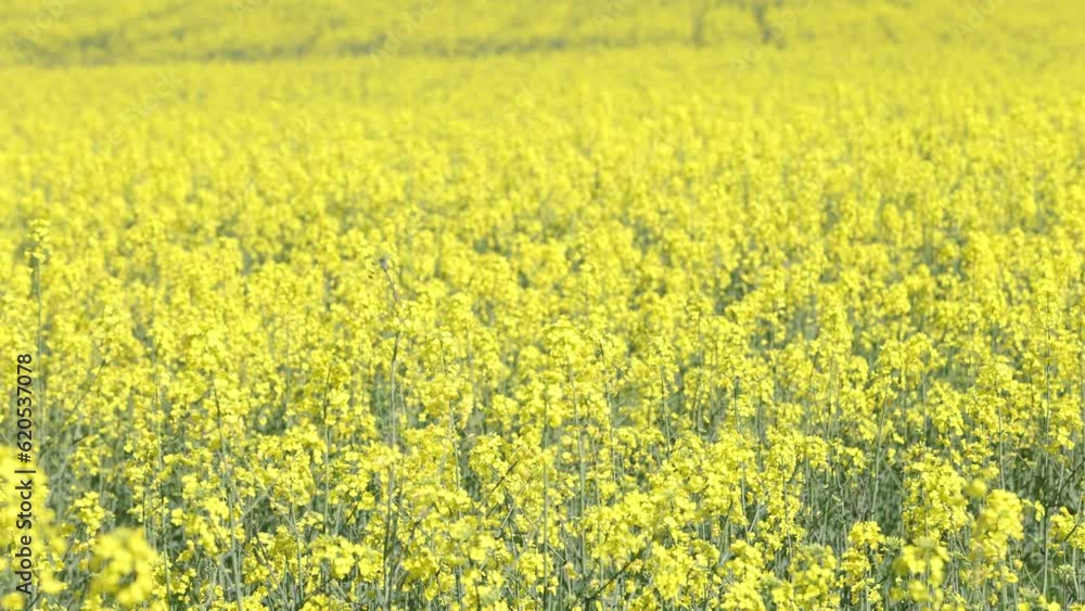 A path through blooming canola fields,Spring Landscape A path through blooming canola fields,Spring Landscape