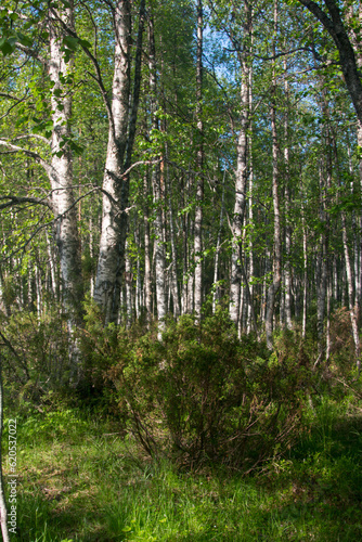 Juniper northern forest. Young juniper bushes in the Karelian Republic