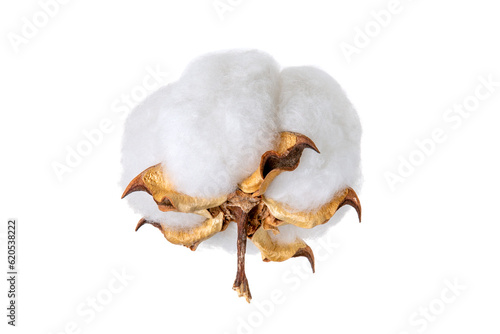 Cotton flower on a white background macro