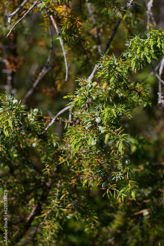 Juniper northern forest with green unripe berries. Young juniper bushes in the Karelian Republic