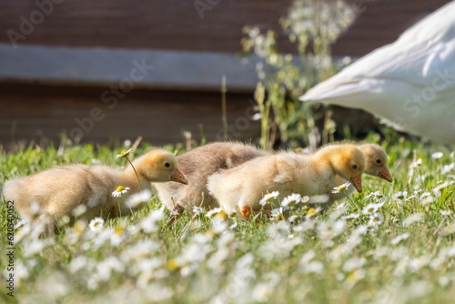 Fotografi A gaggle of young geese walking near to the lake on the green grass, geese famil