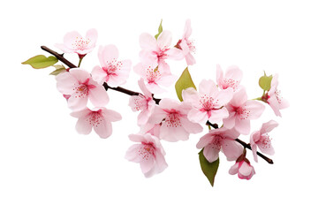 Beautiful sakura flowers isolated on white