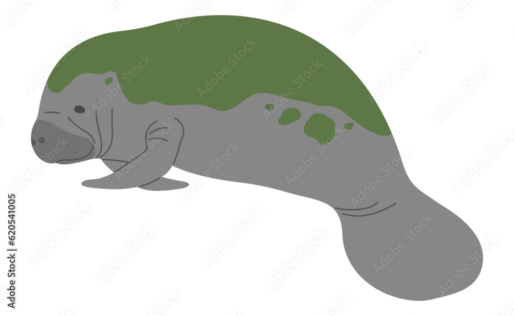 Fototapeta premium Manatee Single 18 cute on a white background, vector illustration