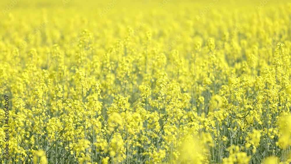 Rapeseed field. Blooming canola flowers closeup Rapeseed field. Blooming canola flowers closeup