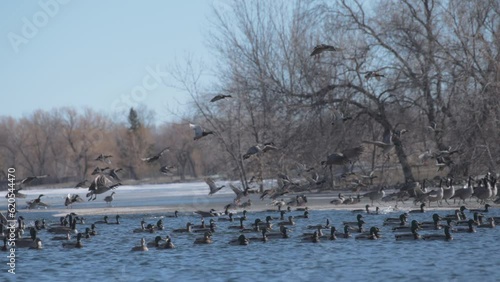 Ducks and geese flying over a partly frozen pond in winter. Slow motion. 