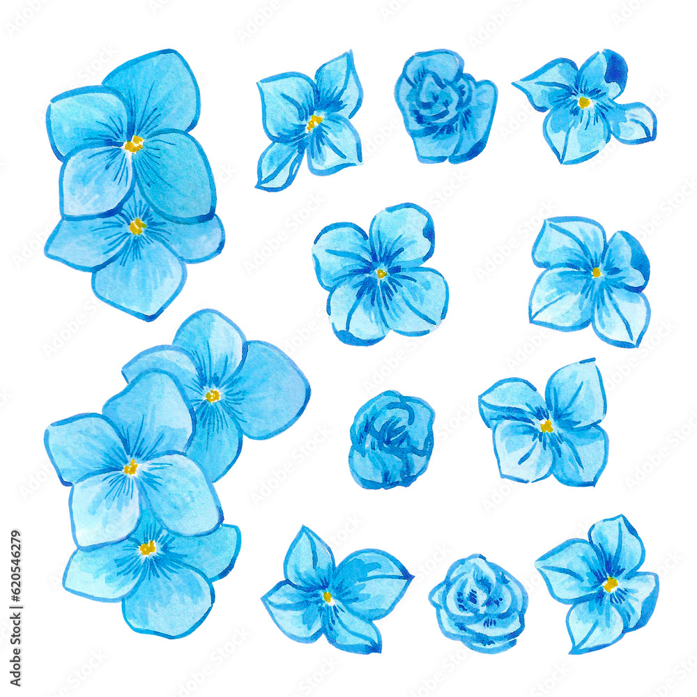 Hand drawn watercolor blue hortense flowers and buds isolated on white background. Can be used for label, banner, post card and other printed products.