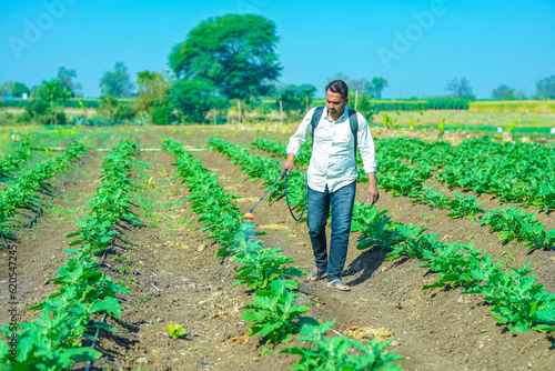 indian farmer is spraying organic fertilizer at brinjal field.
