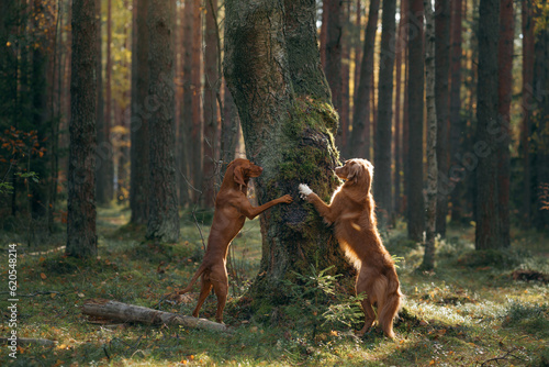 Two dogs put their paws on a tree in the forest. Hungarian Vizsla and Nova Scotia Duck Tolling Retriever