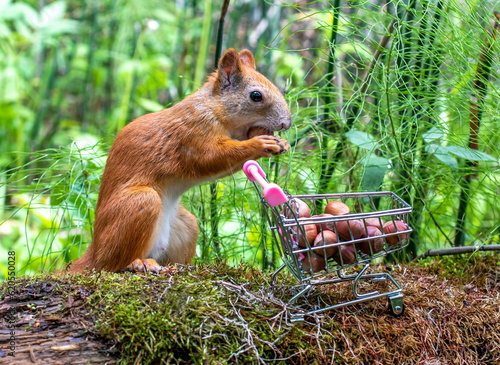 Red squirrel eats a hazelnut from a grocery cart