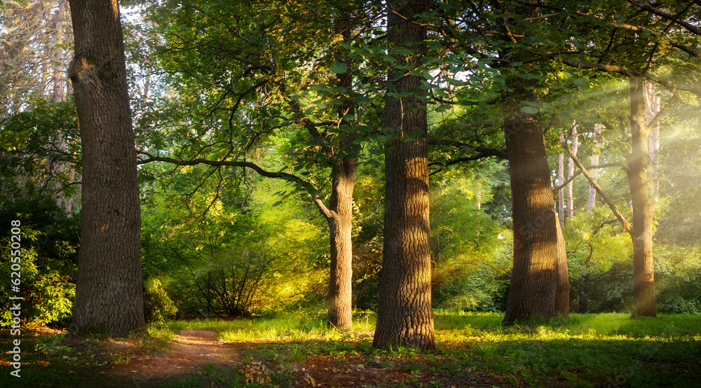 Beautiful rays of sunlight in a green summer oak forest; Beautiful rays of sunlight in a green summer oak forest;