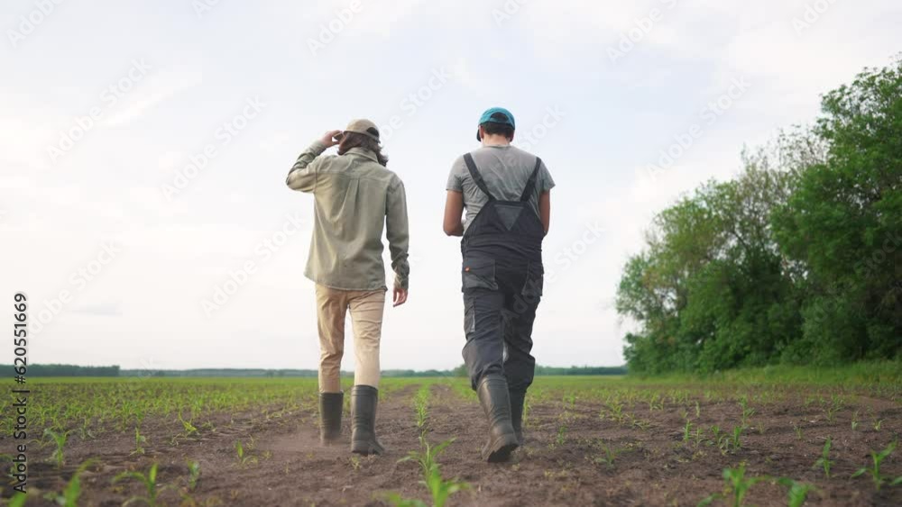 agriculture corn. two farmers walk through the fields of corn green sprouts. agriculture a business concept. two farmers work in a field of corn examine green lifestyle sprouts