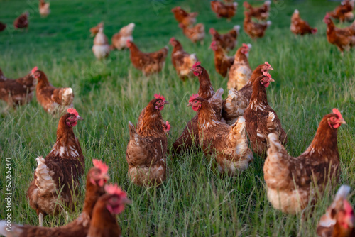 Fotografia, Obraz happy free range chicken in the meadow
