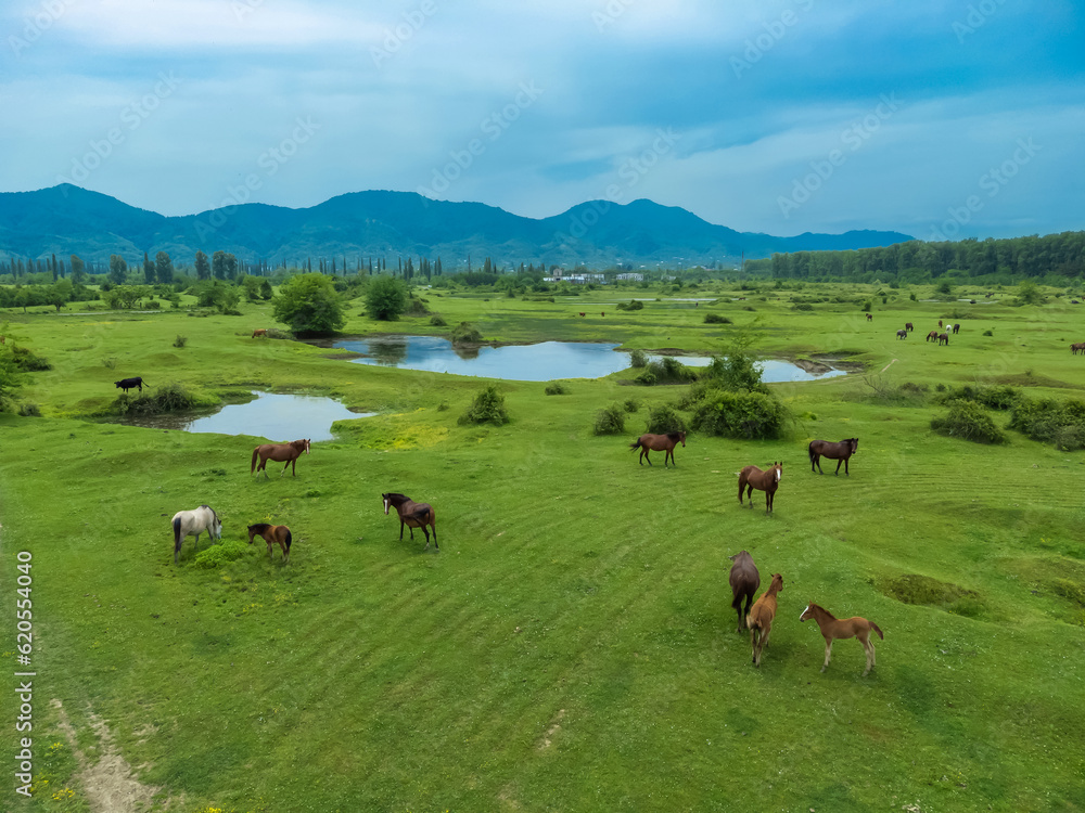 Drone view of beautiful grazing horses with foals in a meadow against the background of mountains. Beautiful rural landscape with horses on top. Herd of horses on a green meadow