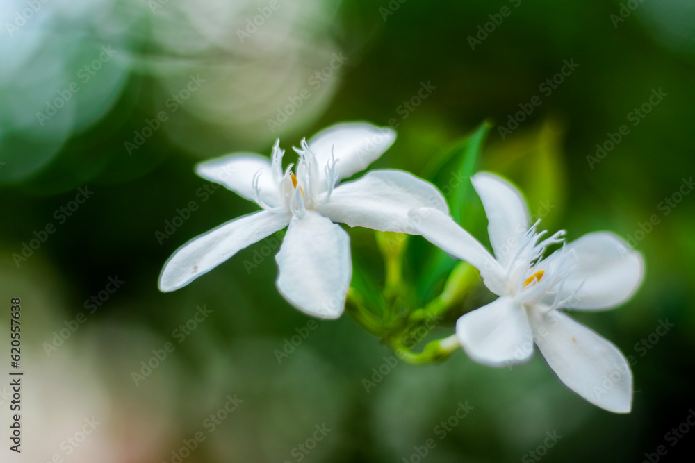 white beautiful flowers on macro mode white beautiful flowers on macro mode