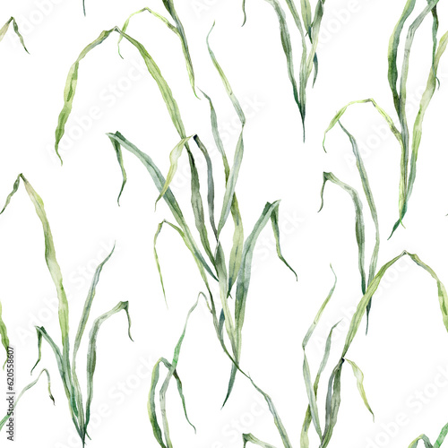 Watercolor floral seamless pattern of meadow grasses. Hand painted plants isolated on white background. Outdoor illustration for design, print, fabric or background.