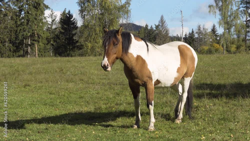 A skewbald horse stares at the camera in a pasture in a rural area on a sunny day A skewbald horse stares at the camera in a pasture in a rural area on a sunny day