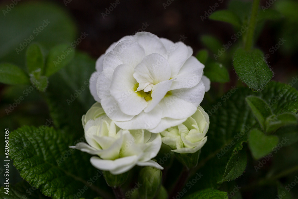 primrose white first flowers of spring, selective focus primrose white first flowers of spring, selective focus