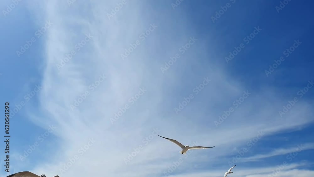 Seagulls fly in the sky on the sea. Many seagulls fly against the blue sky. Rest on the sea. Journey to the sea, vacation. Seabirds gulls and cormorants. White birds in the sky. Seagulls fly in the sky on the sea. Many seagulls fly against the blue sky. Rest on the sea. Journey to the sea, vacation. Seabirds gulls and cormorants. White birds in the sky.