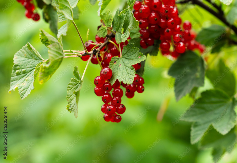 Red currant on the bush, supports digestion, contains high levels of vitamin C and anthocyanins, folic acid, potassium, calcium, and iron.
Red currant on the bush, supports digestion, contains high levels of vitamin C and anthocyanins, folic acid, potassium, calcium, and iron.