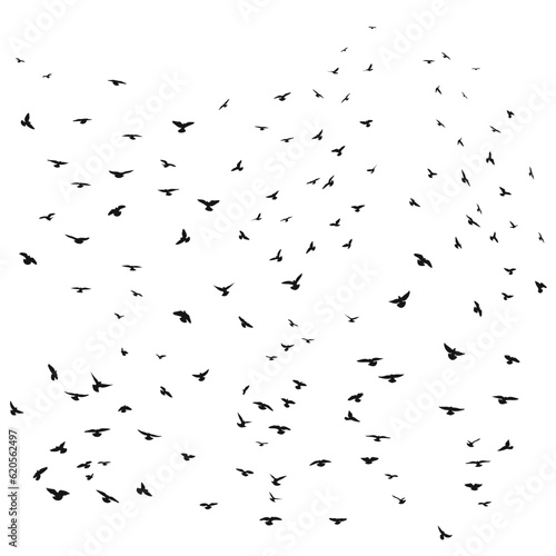 Sketch drawing of a silhouette of a flock of birds flying forward, cling together. Takeoff, flying, flight, flutter, hover, soaring, landing