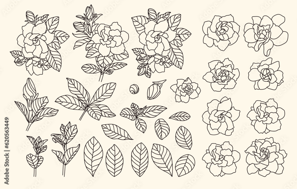 Fototapeta premium set of hand drawn Gardenia, Gardenia Augusta, bud and bloom flower, leaf, branch, flower head, line work, black