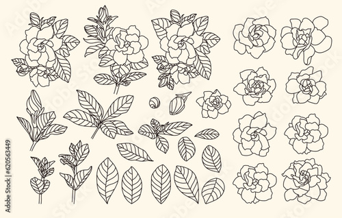 set of hand drawn Gardenia, Gardenia Augusta, bud and bloom flower, leaf, branch, flower head, line work, black 