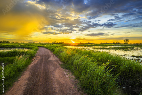 Dirt road in the rice farm before sunset, with rain clouds on the sky, cultivated, and rainy season in Thailand