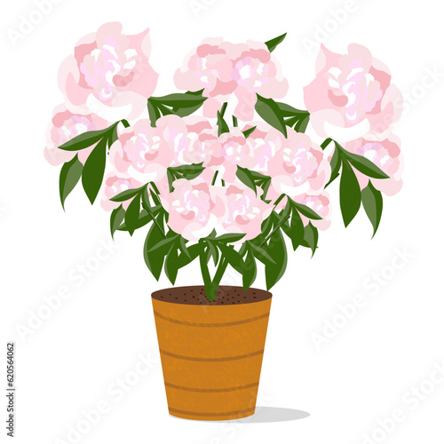 garden flowering peony bush in a planter. Vector illustration