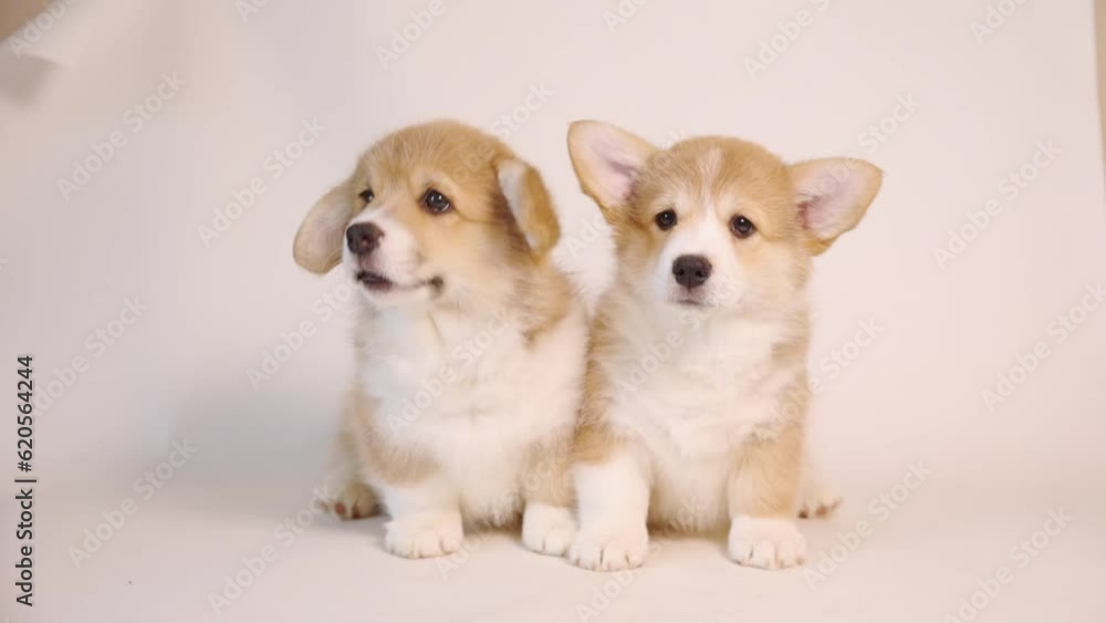 two cute welsh corgi puppies sitting on a white background. looking at camera two cute welsh corgi puppies sitting on a white background. looking at camera