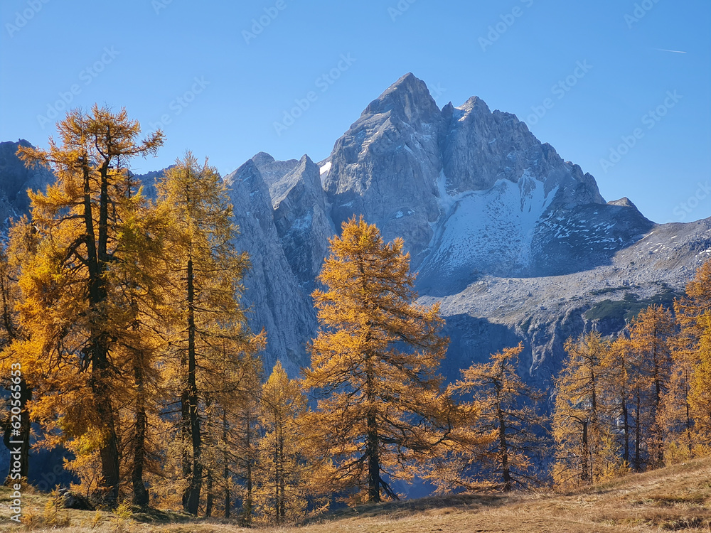 Golden larch trees on a meadow in front of rocky peaks