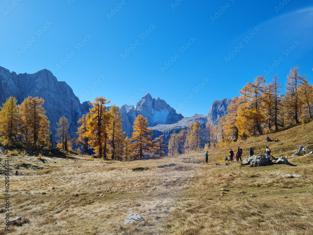 Golden larch trees on a meadow in front of rocky peaks Golden larch trees on a meadow in front of rocky peaks