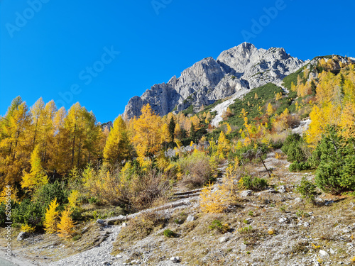Alpine slope with golden colored larch trees in front of rocky limestone peaks